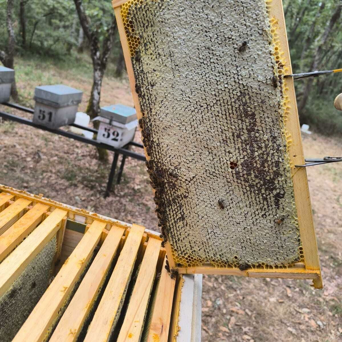 Un cuadro de colmena levantado a contraluz para ver la miel operculada.