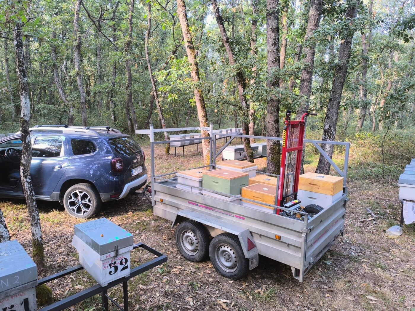 Un remolque cargado de colmenas junto al coche, en un robledal.